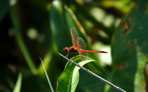 1755070 (a): :1920x1200